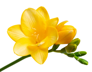 Elegant Yellow Freesia Bloom with Curved Stem, Isolated on Transparent Background" 
