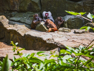 Group of hamadryas baboons resting on rocks 