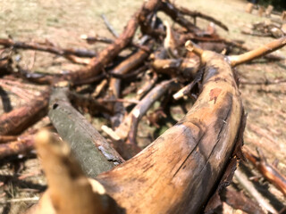Wooden branches scattered on dry ground in bright sunlight