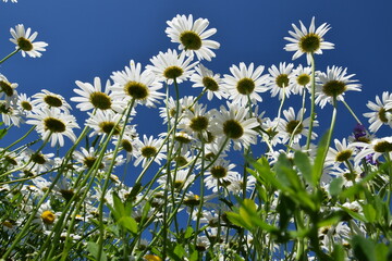 A field of blooming daisies, Sainte-Apolline, Québec, Canada
