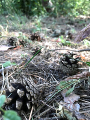 Exploring a forest floor covered with pine cones and greenery
