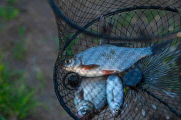 Freshly caught fish in fishing net on river bank close up