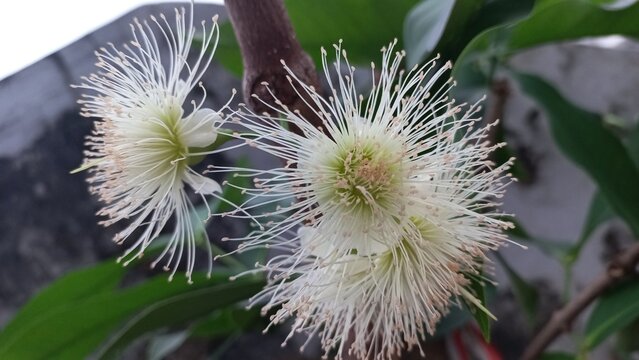 Close-up of blooming Java apple flower (Syzygium aqueum) with delicate white stamens and pale green base, captured in natural light. A unique tropical blossom native to Southeast Asia.