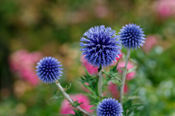 Blue Globe Thistle Flowers with Garden Background