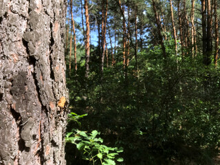 Forest view with pine trees and lush greenery during daylight