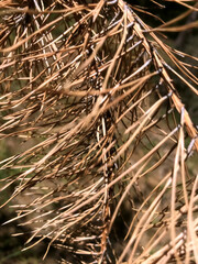 Dry pine needles tangled in the sunlight at a forest