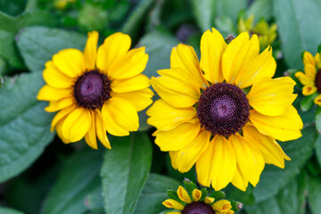 Two Yellow Flowers with Dark Centers and Green Leaves