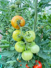 tomatoes on the vine