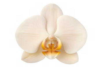 Delicate white petals and a vibrant yellow center characterize this close-up view of an orchid, isolated on a transparent background
