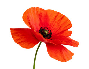 Red Poppy Flower with Swaying Stem in Wind-Blown Style, Side View, isolated on a transparent background”