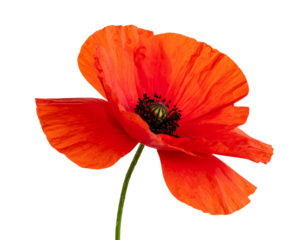 Red Poppy Flower with Swaying Stem in Wind-Blown Style, Side View, isolated on a transparent background”