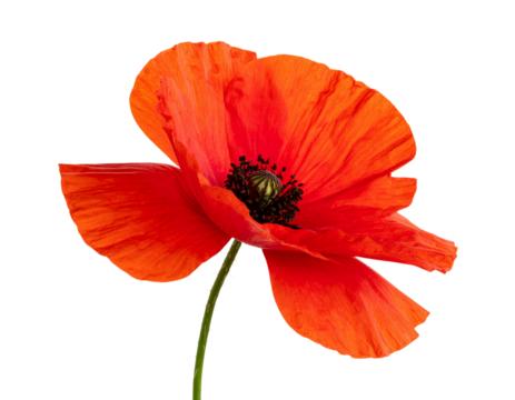 Red Poppy Flower with Swaying Stem in Wind-Blown Style, Side View, isolated on a transparent background” - Powered by Adobe