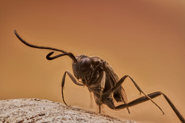avispa parásita en macro extremo