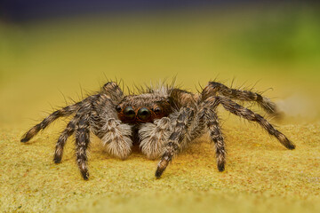 araña saltarina en el suelo macro extremo