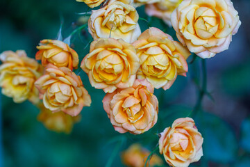 Peach and Yellow Roses Blooming