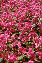 Colorful flowers on the flowerbed in the garden. Nature background. Floral background. Flowerbed with pink begonia flowers, closeup of photo