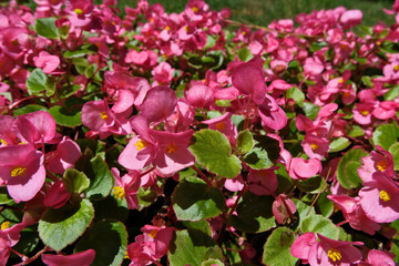 Colorful flowers on the flowerbed in the garden. Nature background. Floral background. Flowerbed with pink begonia flowers, closeup of photo