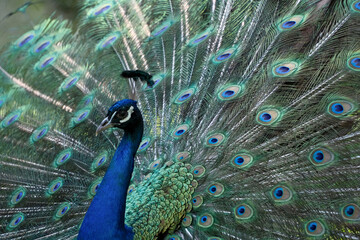 Close up of peacock with feathers out, beautiful peacock bird