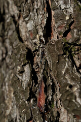 Bark of a tree in the forest. A drop of resin on the bark of a tree. Close-up.