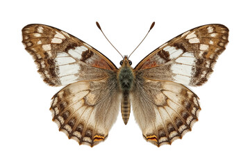 Beautiful brown and white patterned butterfly with its delicate wings spread wide. A stunning insect specimen isolated on a pure white background.