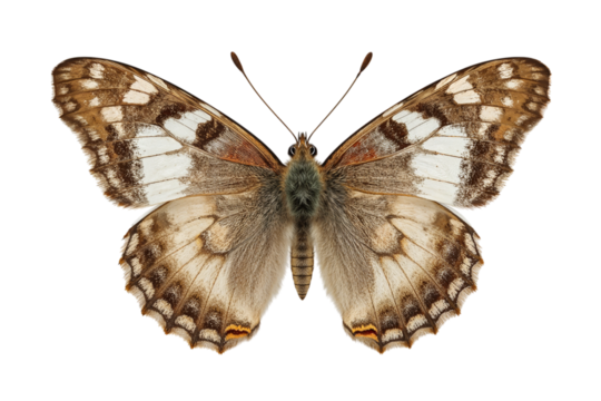 Beautiful brown and white patterned butterfly with its delicate wings spread wide. A stunning insect specimen isolated on a pure white background.