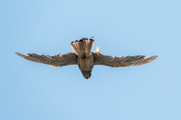 Common kestrel, Falco tinnunculus, hovered in the air in search of prey