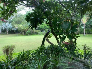 The image features a peacock perched gracefully on a branch of a Cerbera manghas tree, its vibrant...
