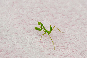 カマキリの子供
