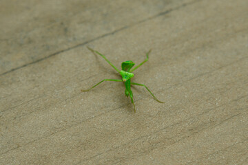 カマキリの子供
