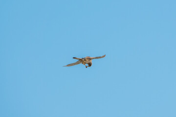 Common kestrel, Falco tinnunculus, hovered in the air in search of prey