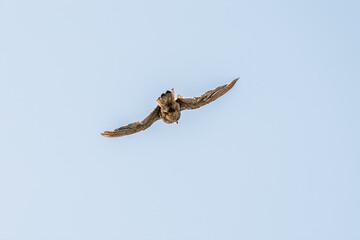 Common kestrel, Falco tinnunculus, hovered in the air in search of prey