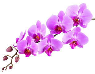 Fototapeta premium Branch of Purple Orchid Flowers with Buds, Curved Composition, isolated on a transparent background”