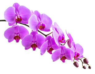 Obraz premium Branch of Purple Orchid Flowers with Buds, Curved Composition, isolated on a transparent background” 