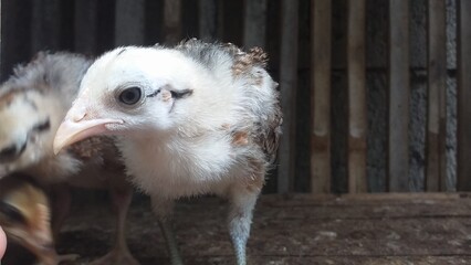 close up of an chiks