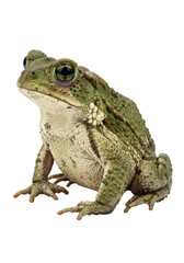 Fototapeta premium A robust green American toad (Bufo americanus) full-body portrait, textured green-brown skin, luminous amber eyes, dirt on belly, resting pose against a transparent background with copy space, no