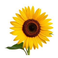Obraz premium Bright Sunflower with Long Stem Leaning Left, isolated on a transparent background”