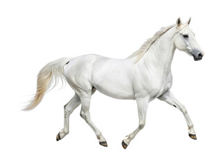 Obraz premium Graceful white horse in motion with flowing mane