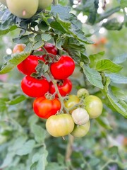 tomatoes on the vine