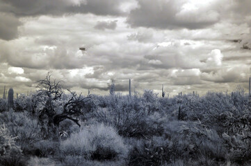 Sonoran Desert Arizona in Infrared