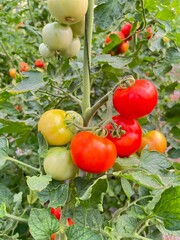 tomatoes in the garden
