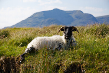 sheep in the mountains