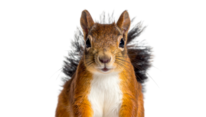 Adorable Gray Squirrel Portrait , isolated on white background png