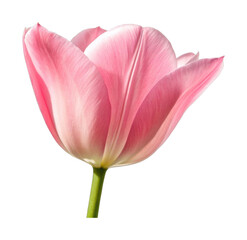 Fototapeta premium Close-up of a pink tulip blossom with delicate petals