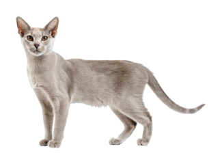 Graceful oriental shorthair cat with elegant stance