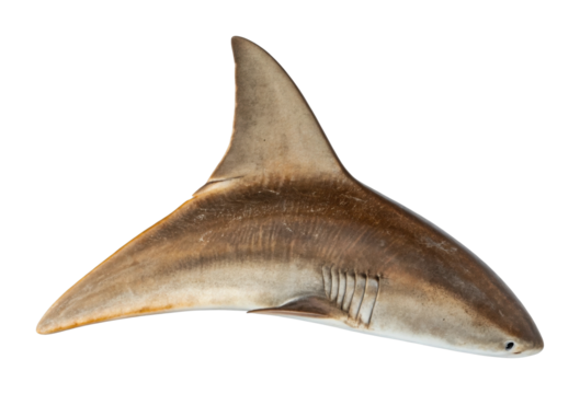 Isolated shark fin with gills showcasing detailed ocean wildlife anatomy