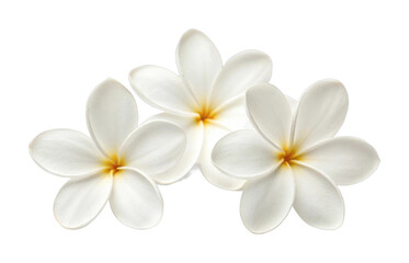 Naklejka premium Three white plumeria flowers with yellow centers on black