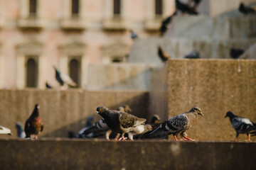 Pigeons on the monument in the metropolis