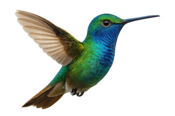 Fototapeta premium Green-crowned woodnymph hummingbird displaying iridescent green-blue plumage, wings spread, hovering midair against transparent backdrop