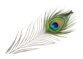 Close-up of a vibrant peacock feather with eye pattern design