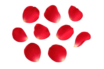 Crimson rose petals softly drifting, falling delicately across transparent surface, conveying romantic elegance